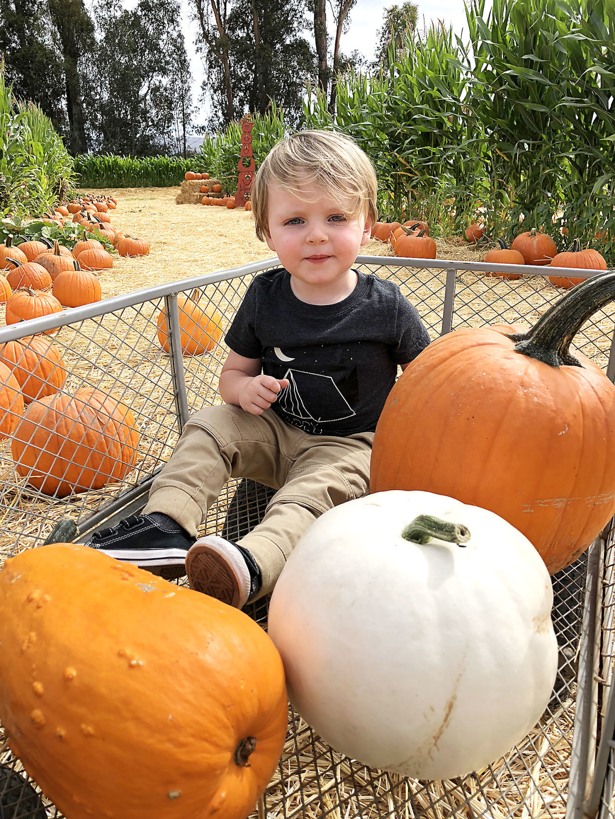 Pumpkin Patch